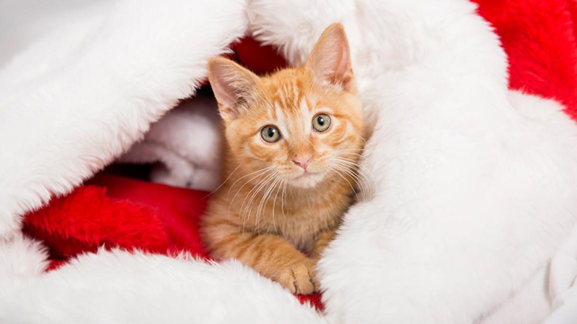 9 Things to Give to Animal Shelters for the Holidays | Best Friends Animal  Society