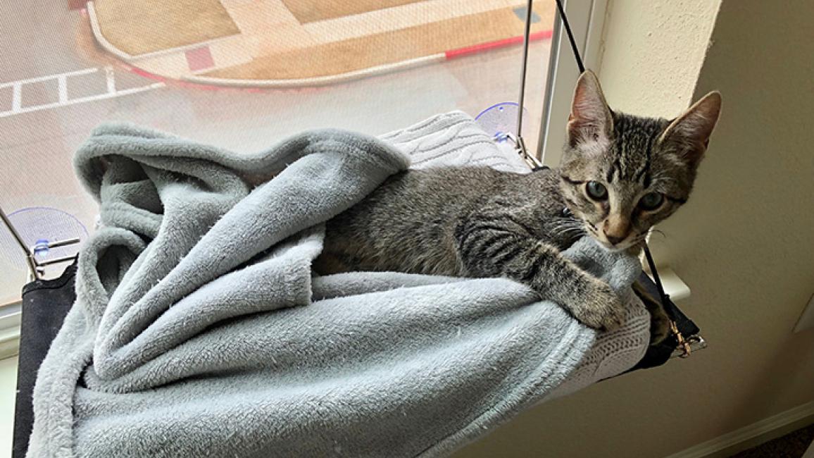 Tabby-kitten-blanket-Lincoln-6-CourtesyofHollyWimberley.jpg