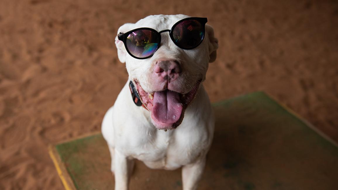 Teach-dog-sign-language-Ludwig-Sunglasses-7120MW.jpg