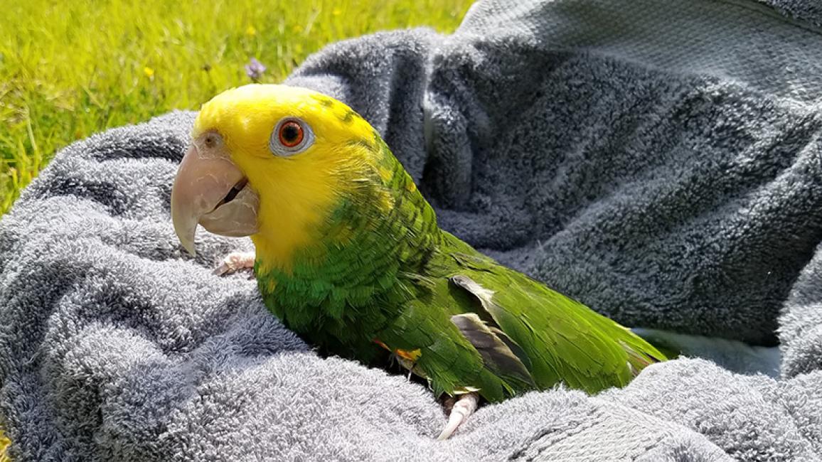 Yellow-Headed-Amazon-Parrot-adoption-Buttercup-6-CourtesyDeborahArndell.jpg