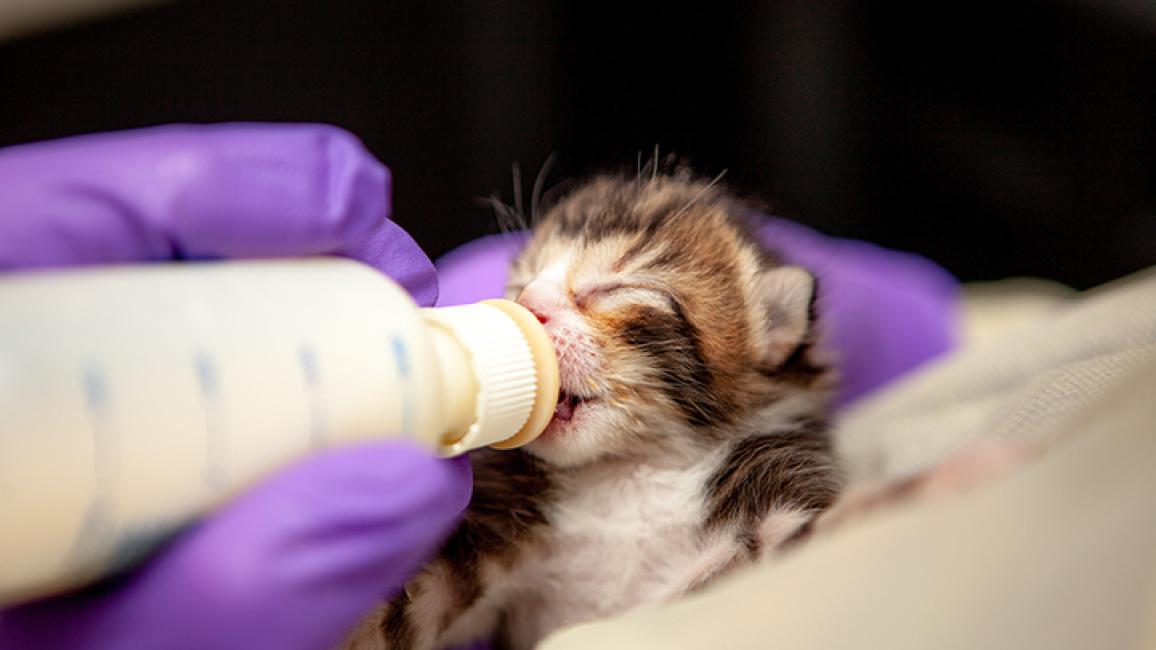kitten-nursery-NYC-6598rs-blog.jpg