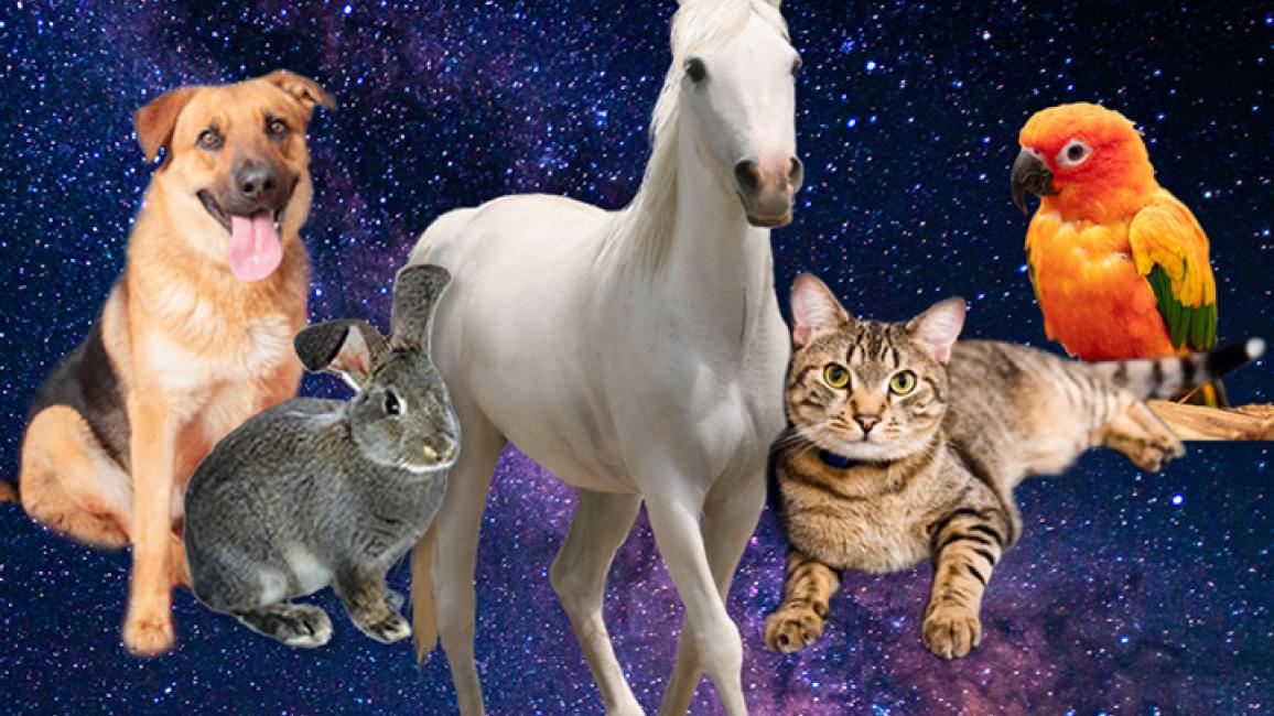 Discover your 2021 animal astrology sign | Best Friends Animal Society