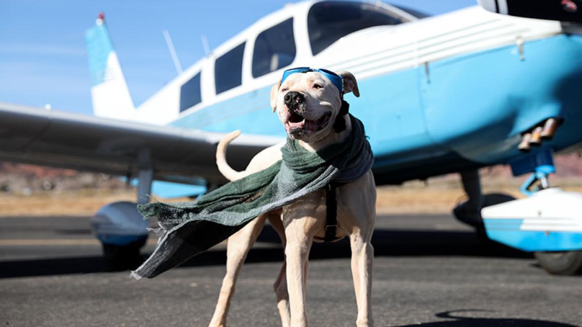 No More Breed Bans For Service Dogs Aboard U S Airlines Best Friends   DuneAirplane Bfasblog 