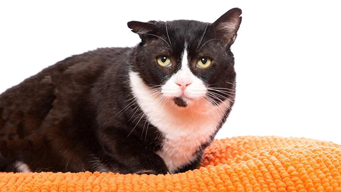 FIV-cat-adoption-Mr.-Gepetto7962LF.jpg