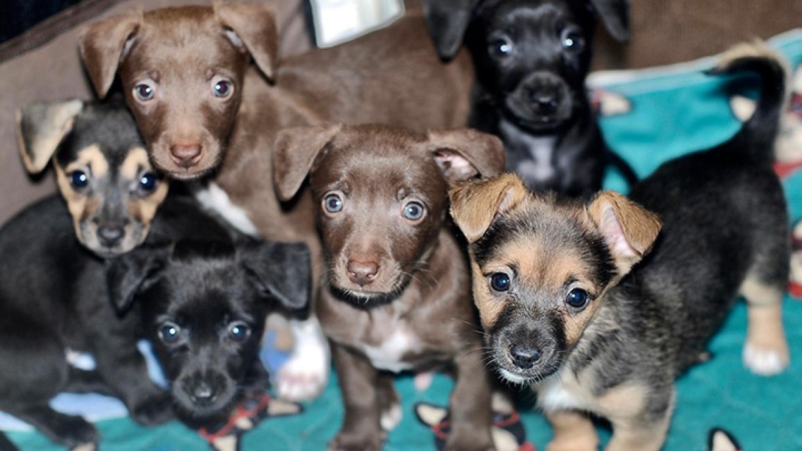 Foster family welcomes six puppies to world | Best Friends Animal Society