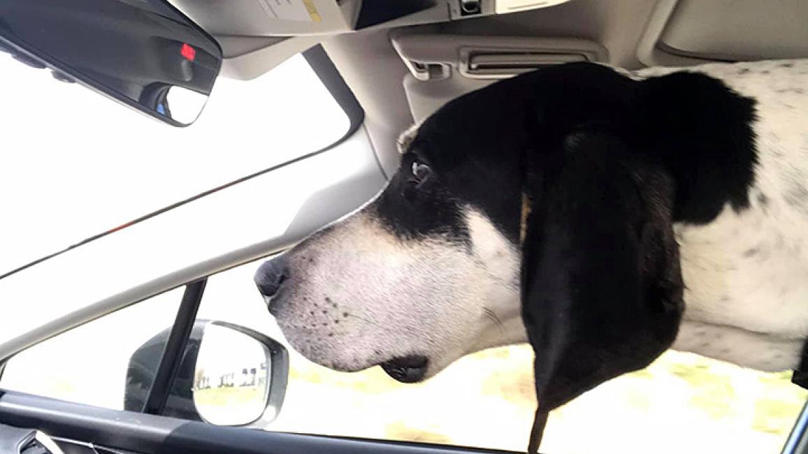 Hound-dog-adoption-Comet-in-car-courtesy-Mike-Foster.jpg