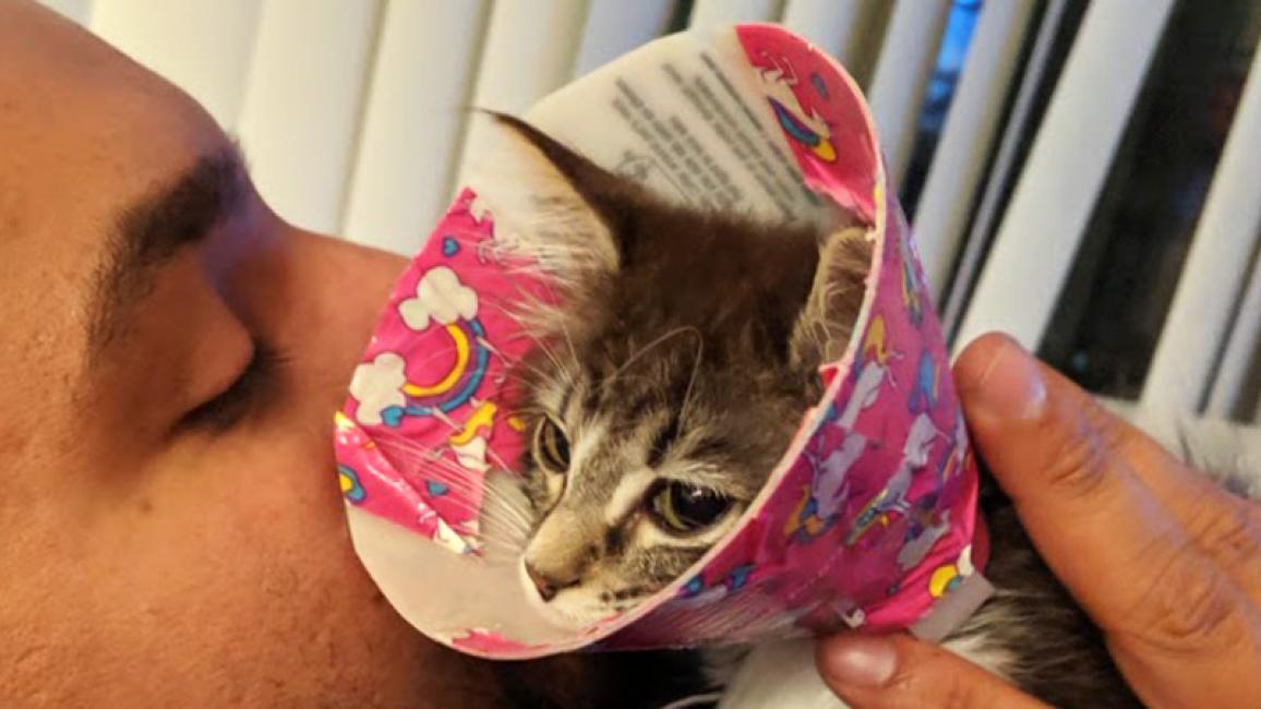 Injured-kitten-adopted-Tati-Courtesy-of-Megan-McCloud8-main.jpg