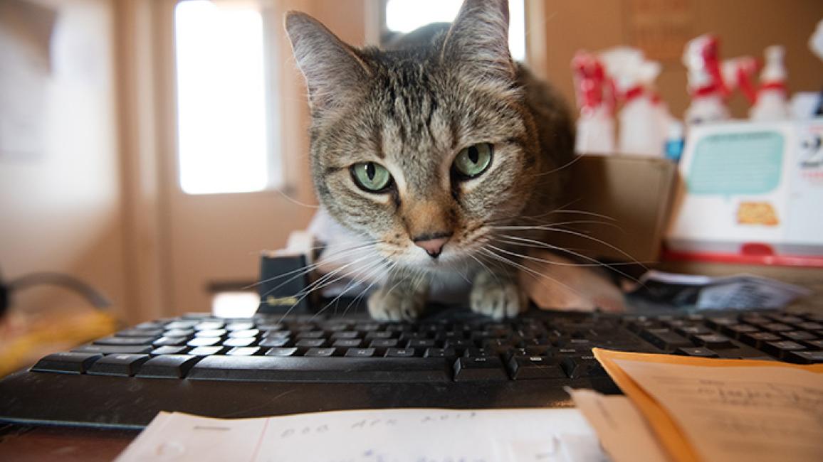 Keyboard-cat-Svetlana-1366MW.jpg