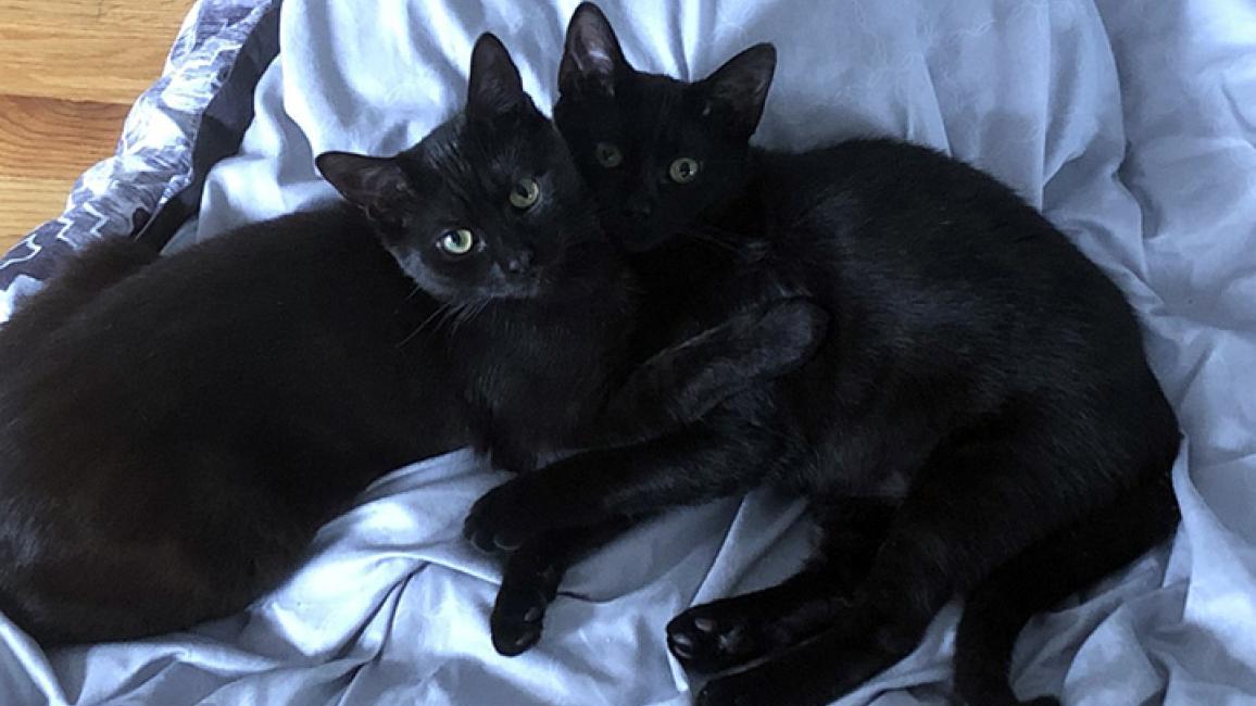 Kitten-adoption-pair.jpg