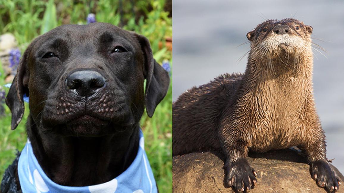 Lookalike-Dakota-Otter.jpg