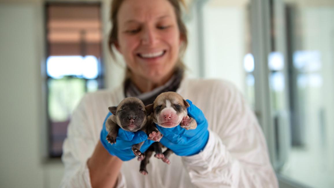 Newborn-puppies-CarolineLavernesPuppies0713MW.jpg