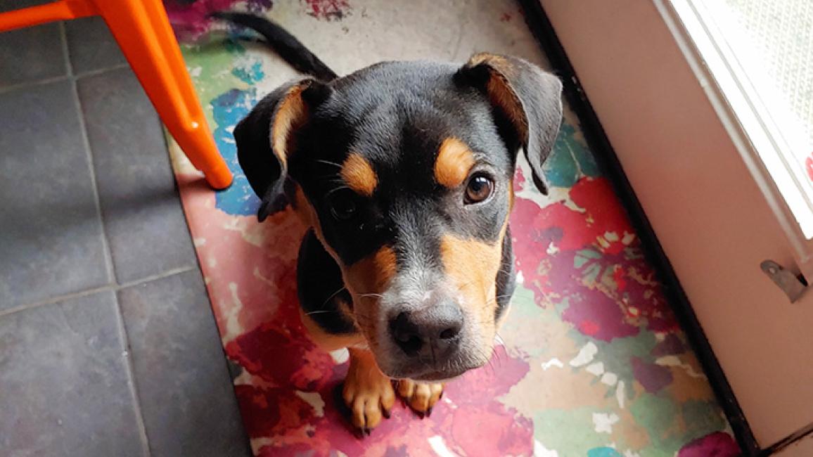 Puppy-adoption-Felix-Courtesy-of-Grace-Taupo-(2).jpg