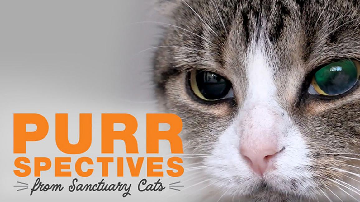 Purrspectives from a blind tabby cat | Best Friends Animal Society