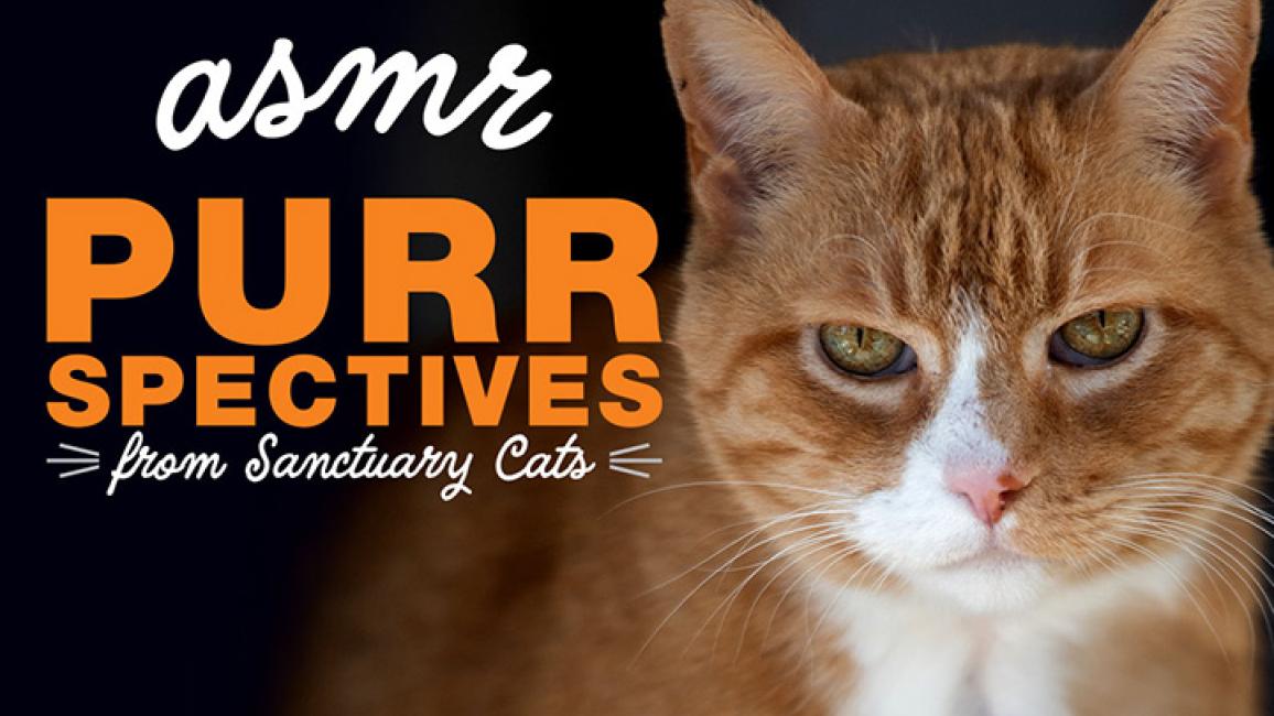 Purrspectives-200429-SanctuaryCatsVideoThumbnails-dpArancia-header.jpg