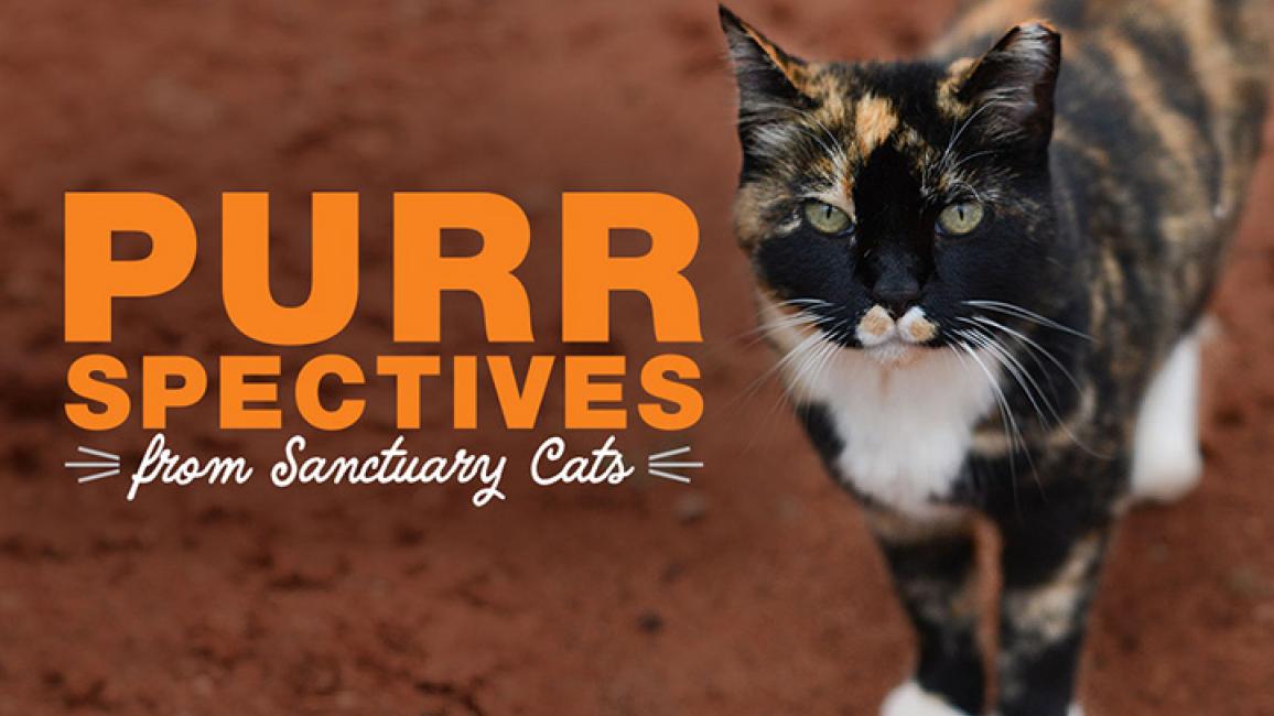 Purrspectives-200429-SanctuaryCatsVideoThumbnails-dpMeow-header.jpg