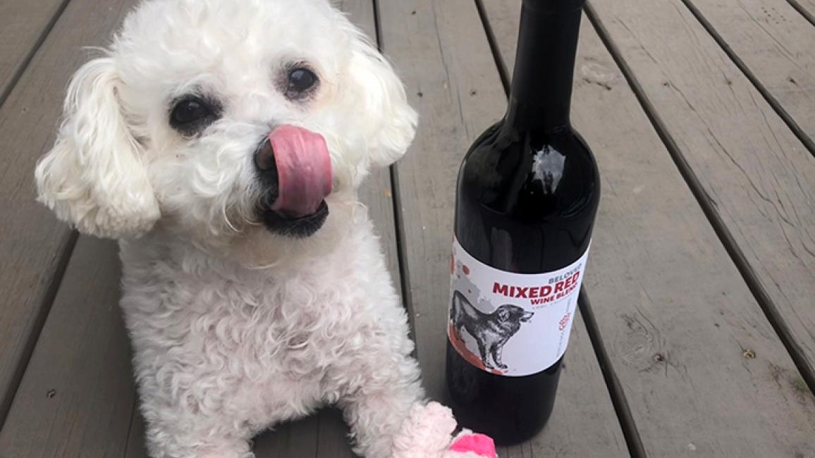 Rescue-Dog-Wine-recipe-Fluffy-dog-with-Rescue-Dog-Wine-by-Nichole-Dandrea.jpg
