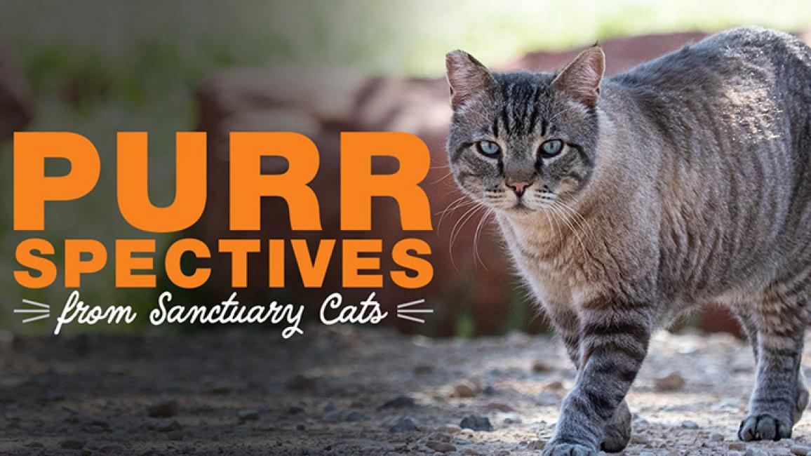 Sanctuary-cat-200429-SanctuaryCatsVideoThumbnails-dp-leopold2.jpg
