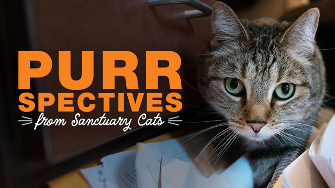 Sanctuary-cat-200429-SanctuaryCatsVideoThumbnails-dpSvetlana-header.jpg