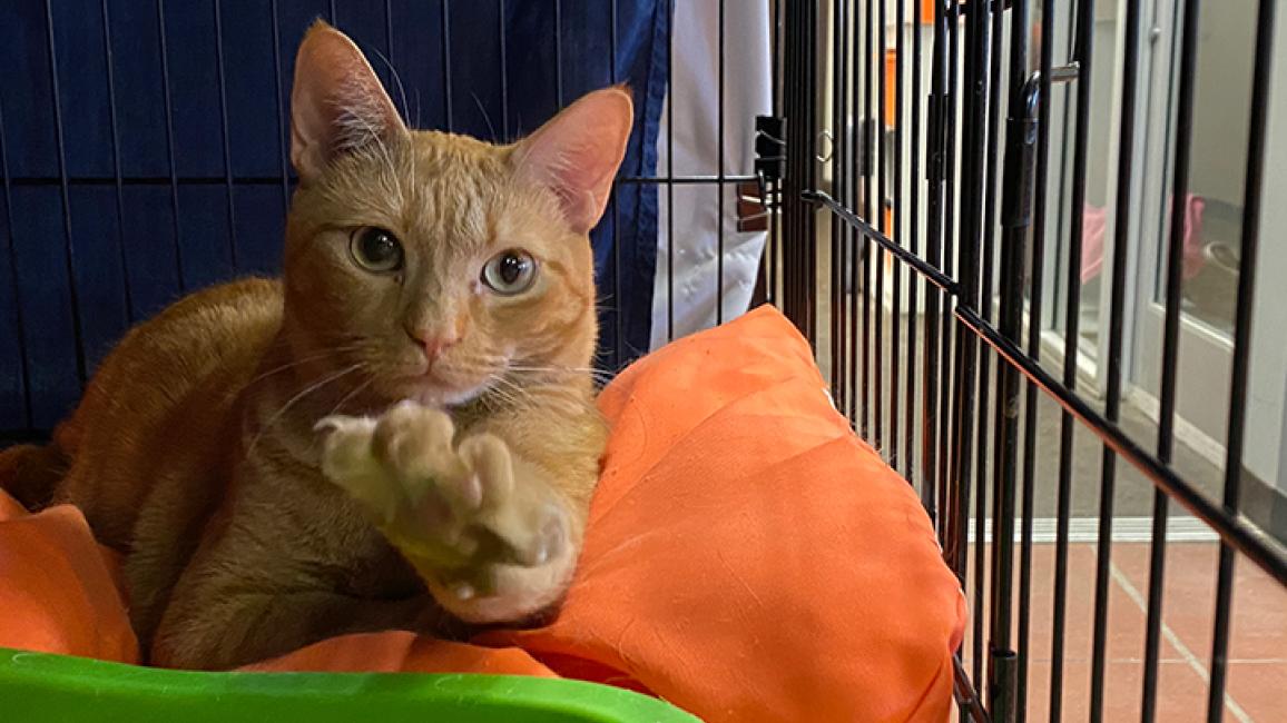 Ginger cats best sale for adoption