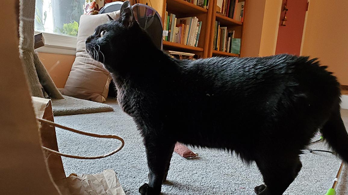 Senior-black-cat-adoption-Millie-5-courtesy-Jim-Lee.jpg