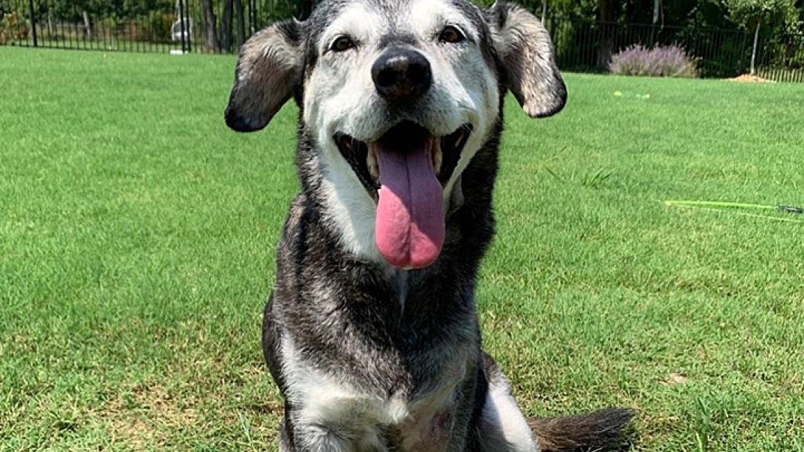Senior-dog-Jack-Golden-Whiskers-foster-w-leg-amputation-5-courtesy-Holly-Brookhauser.jpg