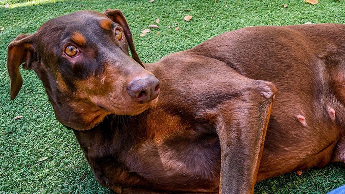Shy-doberman-adoption-Sandy-Cheeks-by-Todd-Roisman-4.jpg
