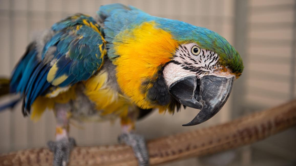 Shy-macaw-Riley9025MW.jpg