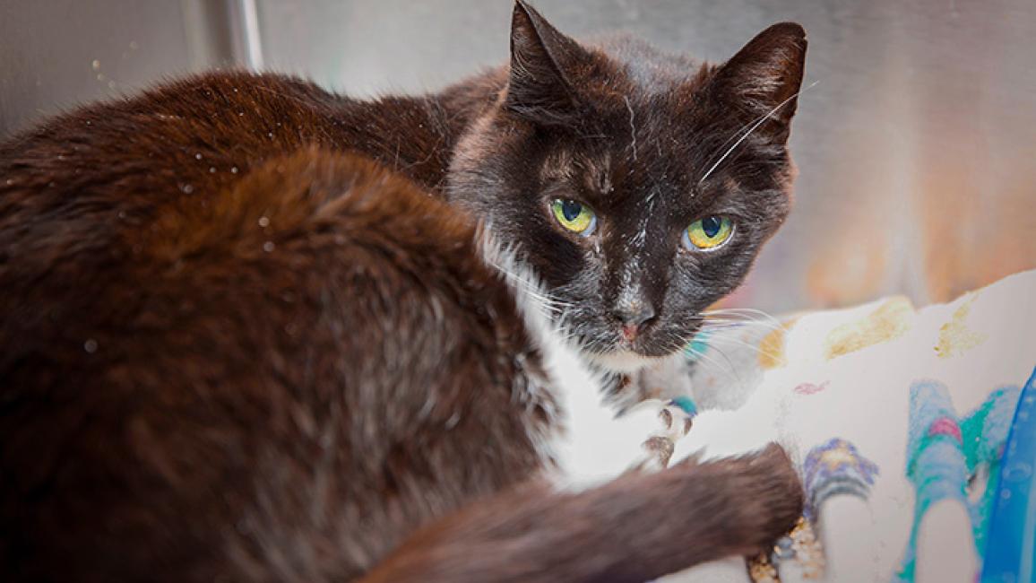 Shy-senior-cat-adoption-Noodles1493LF.jpg