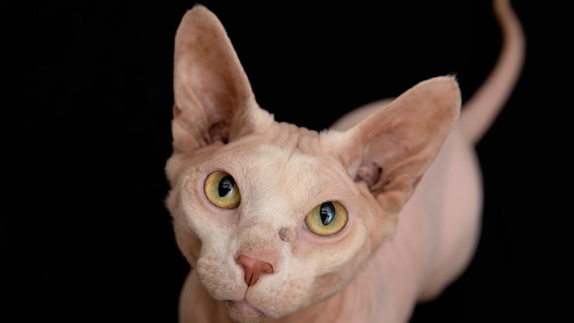 Sphinx cat's no-hair-don't-care attitude | Best Friends Animal Society