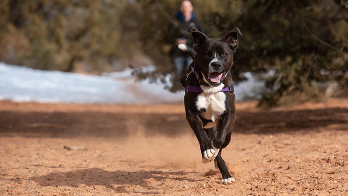 Dogs sniff out joy with search and rescue training | Best Friends Animal  Society