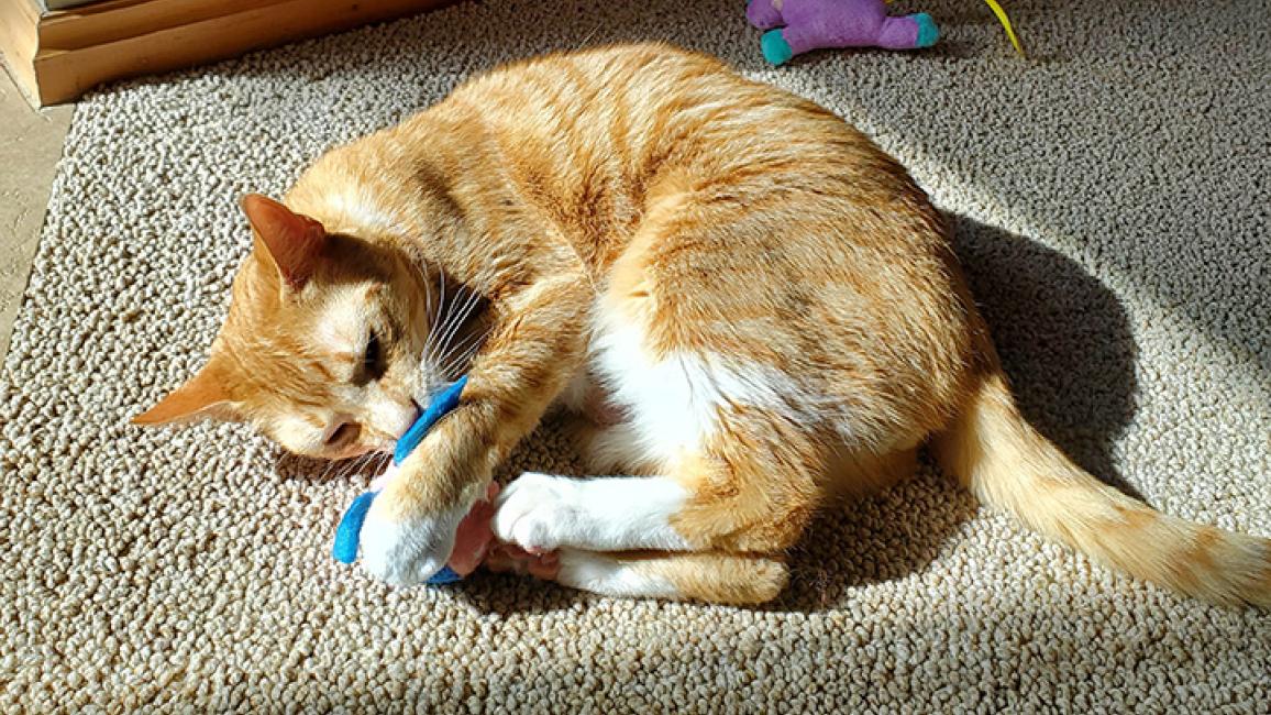 Cat-adoption-Newton-toys-courtesy-Catherine-Smith-Gaines.jpg