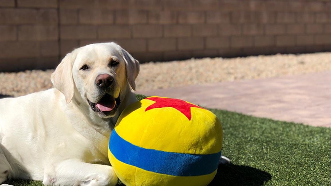 Dog-adoption-Charlie-Pixar-ball-courtesy-Whitney-Wilger.jpg