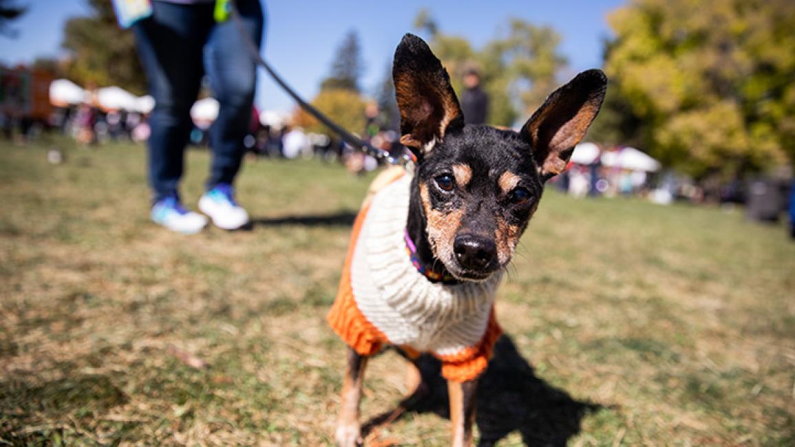 Dog-adoption-GummyJoe2019SLCStrut9705sak.jpg