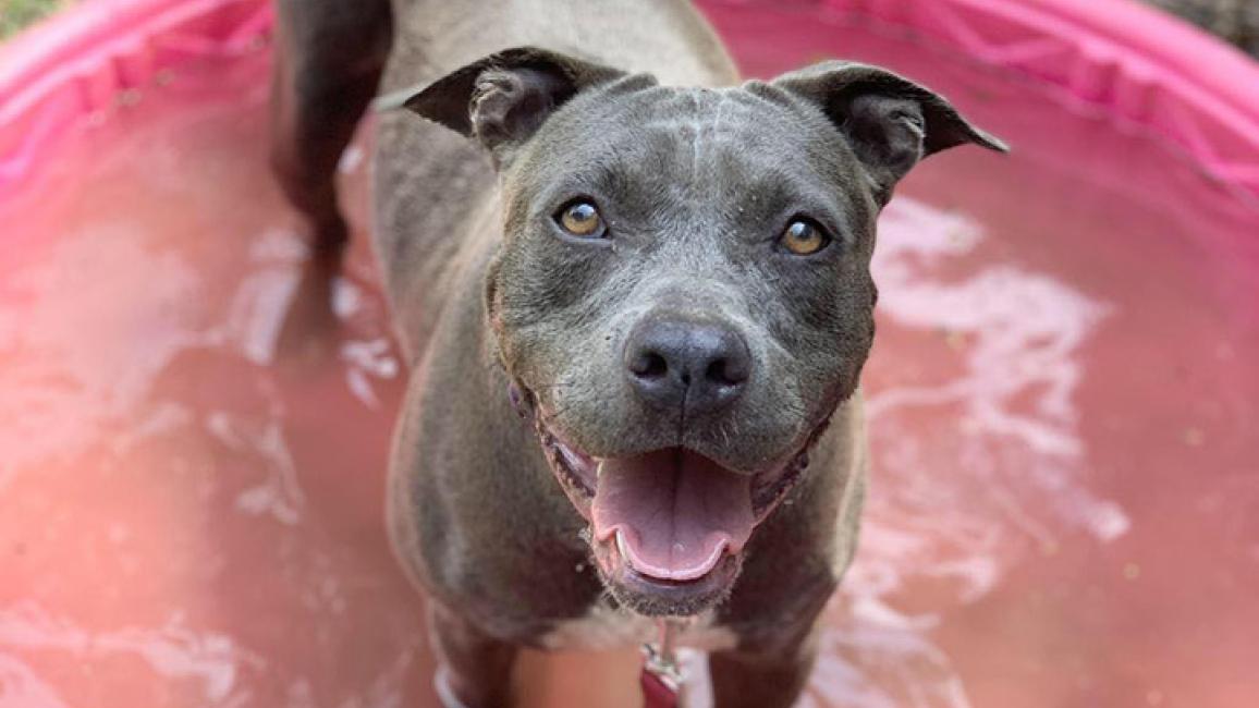Florida shelter turns tide for pets | Best Friends Animal Society