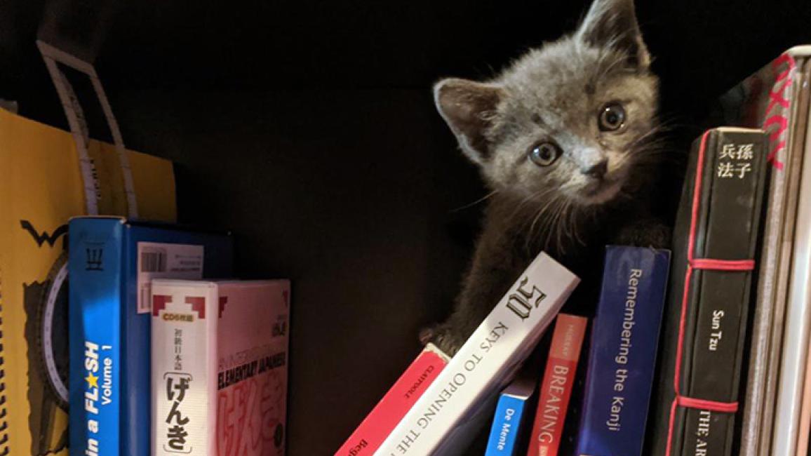 Kitten-adoption-ShinjiCourtesyofSharaLopossa1.jpg