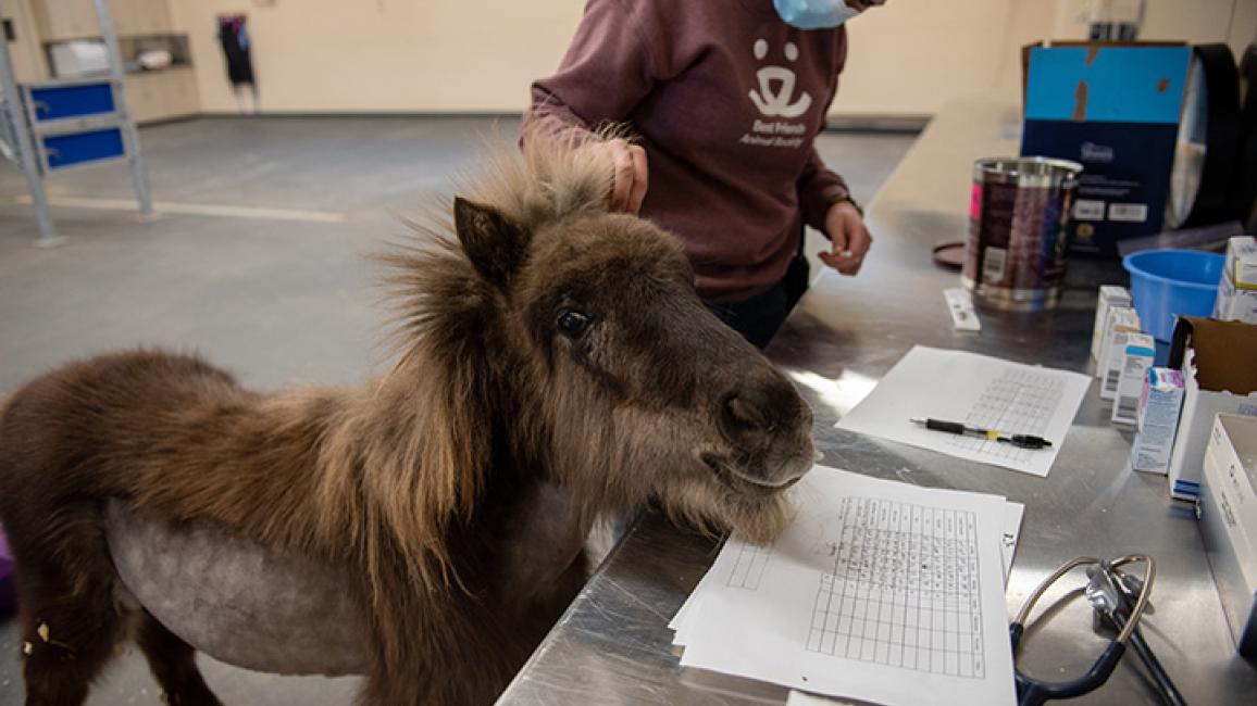 Mini-horse-DaisyBonnieGettingTreatment1874MW.jpg