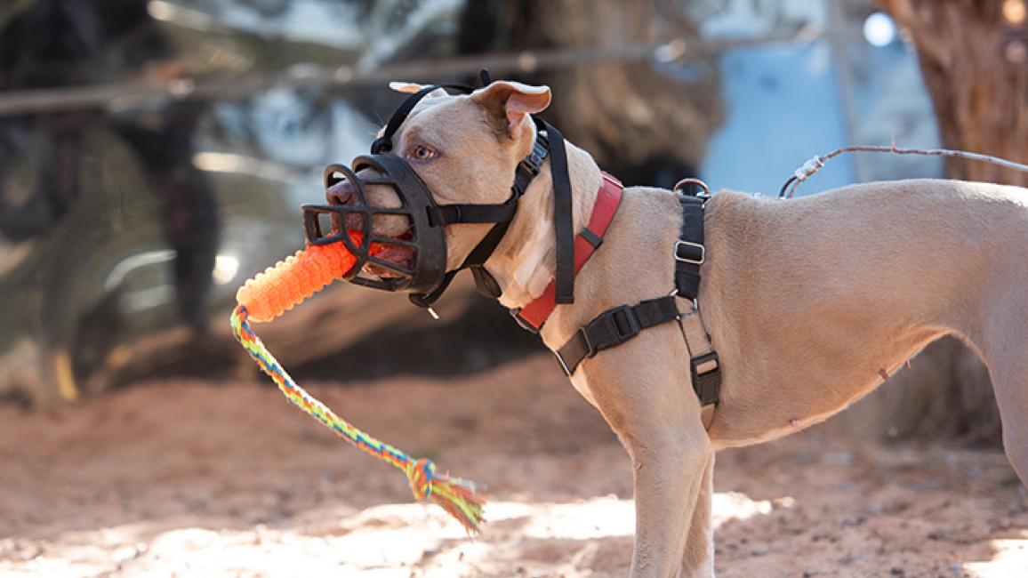 How to get a muzzle on a outlet dog