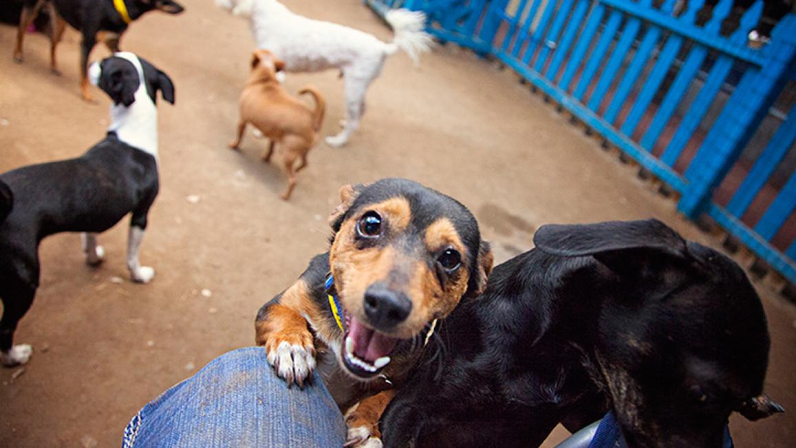 11 ways to celebrate National Dog Day Best Friends Animal Society