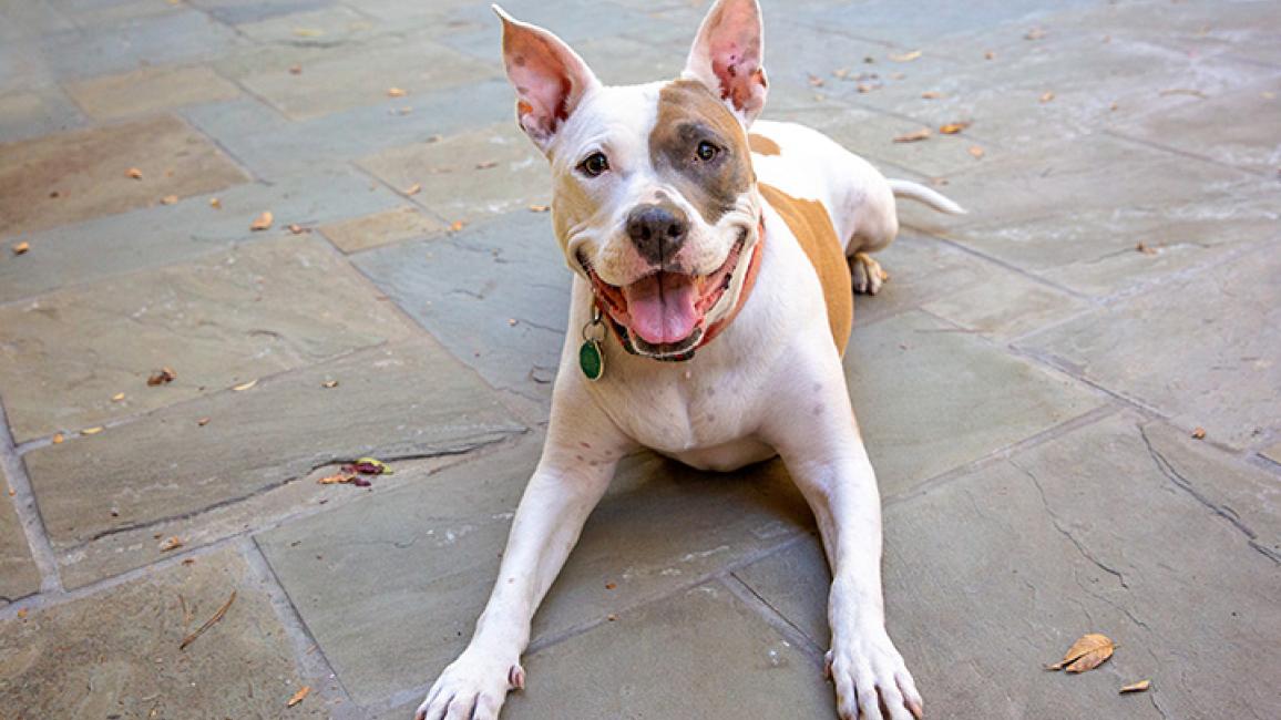 Catching Up With NKLA Poster Dog Jewel | Best Friends Animal Society