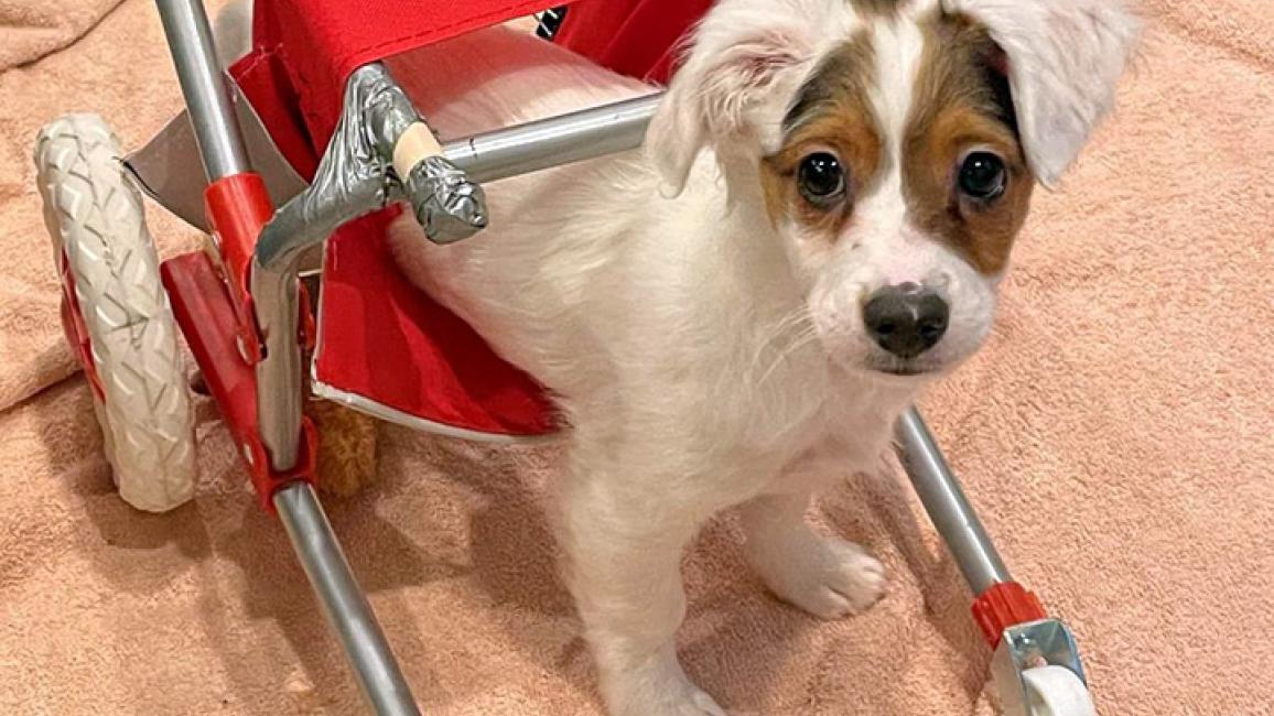 Puppy-ChipperWheelchairNYC_BECC-A-1458-2.jpg