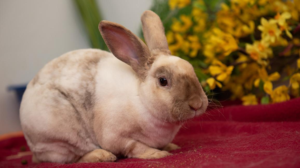 Rabbit-facts-Ollie2106MW.jpg
