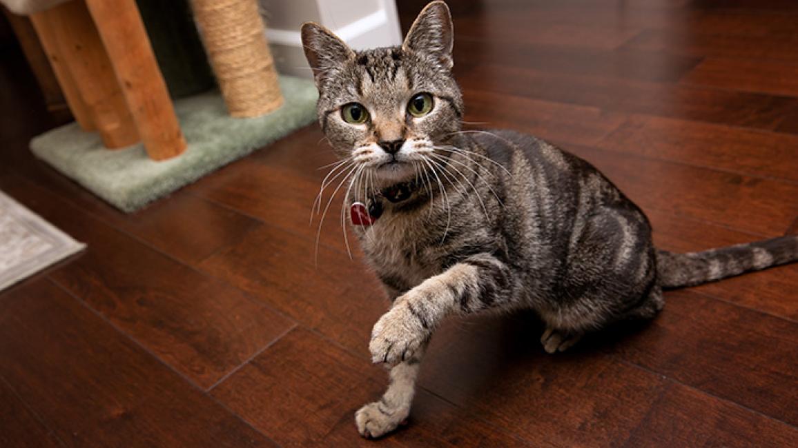 Senior-cat-adoption-Akiri_LF_4554.jpg