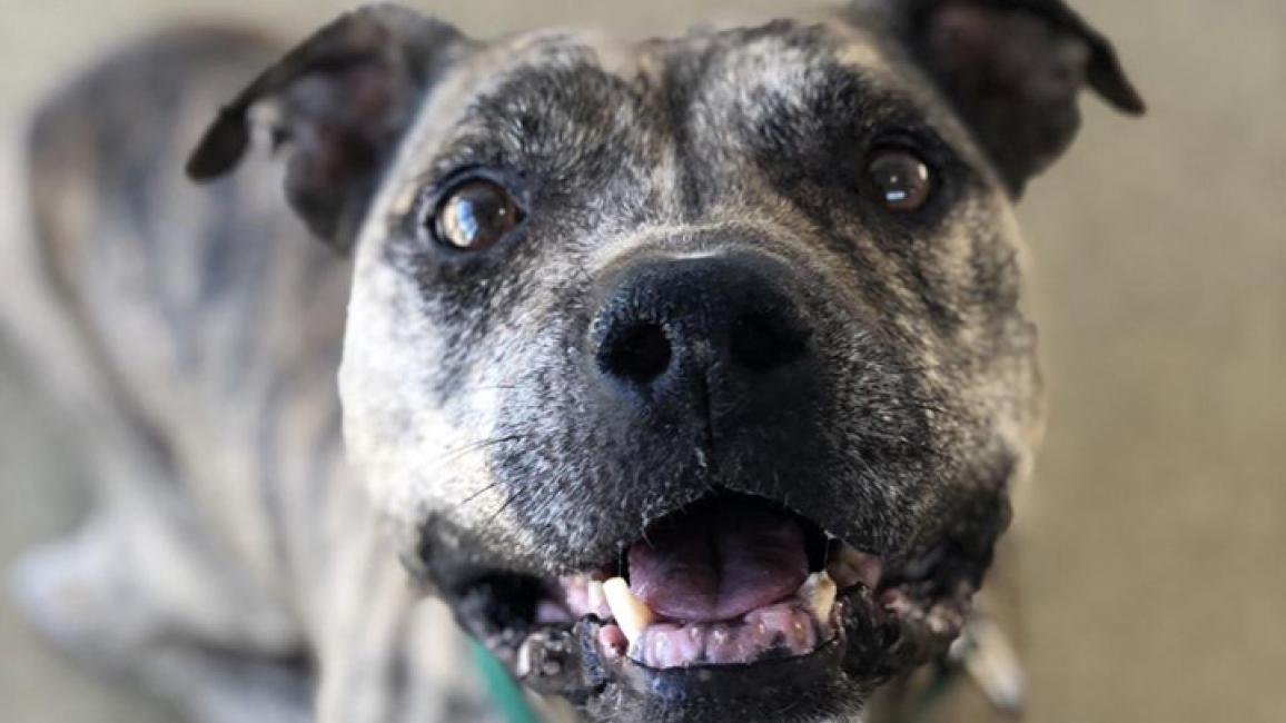 Senior-dog-adoption-Gemma-SL4-BF-Staff.jpg