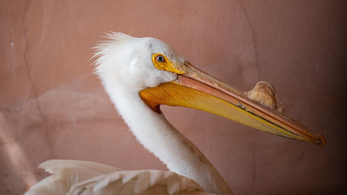 Wild-Friends-Pelican1783MW.jpg
