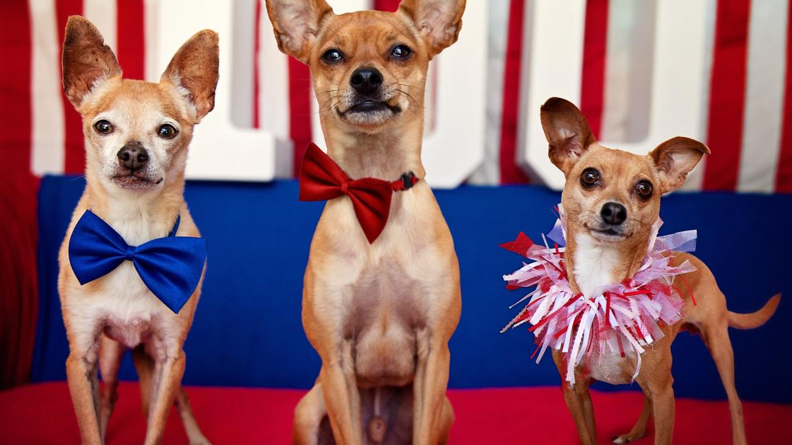 Three dogs dressed up for the Fourth fo July