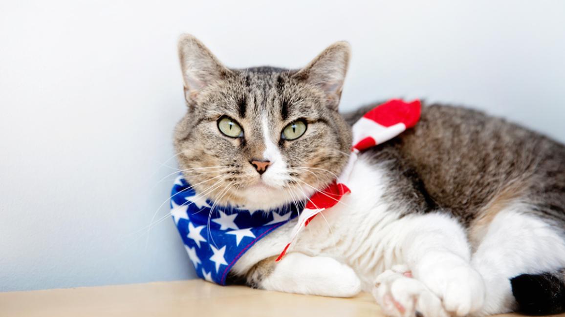 Best Friends Animal Society Offers July 4th Safety Tips and $17.76 Adoptions to Help Pets Over Holiday