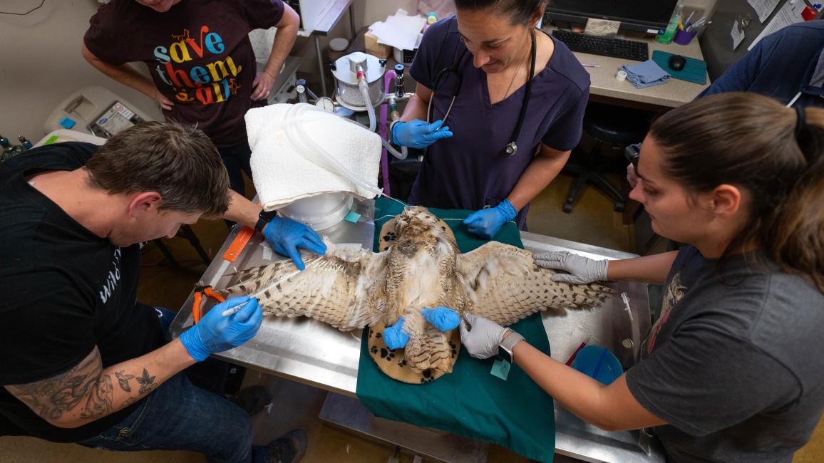 Four people working to imp feathers onto the owl