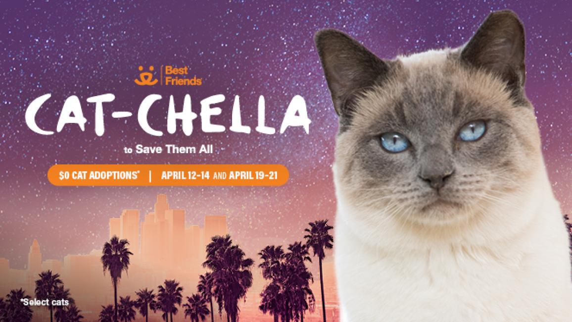 cat-chella
