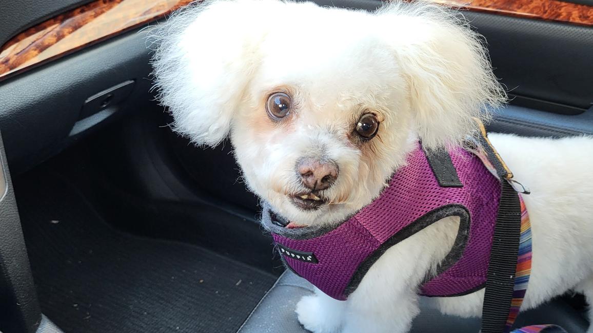 Bobbin the dog in the passenger seat of the Subaru Outback