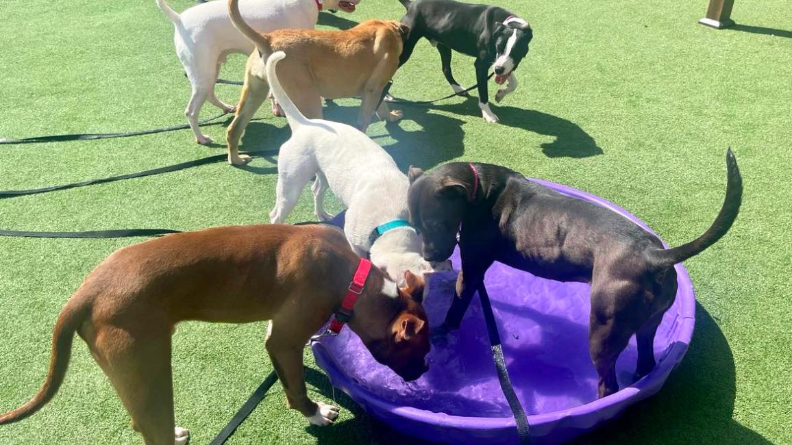 Group of dogs in a play group, some in a purple kiddie poop